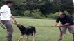 8 month old German Shepherd Dog doing protection work for schutzhund