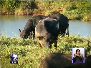Producción de leche de búfala gana terreno en Costa Rica  
