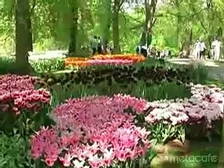 The Most Beautiful Flower Garden