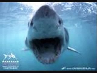 The great white shark vs the bull shark