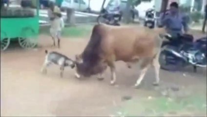 Goat VS Bull - Amazing Battle