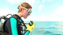 السياح يهبون لنجدة الشعاب المرجانية في فلوريدا