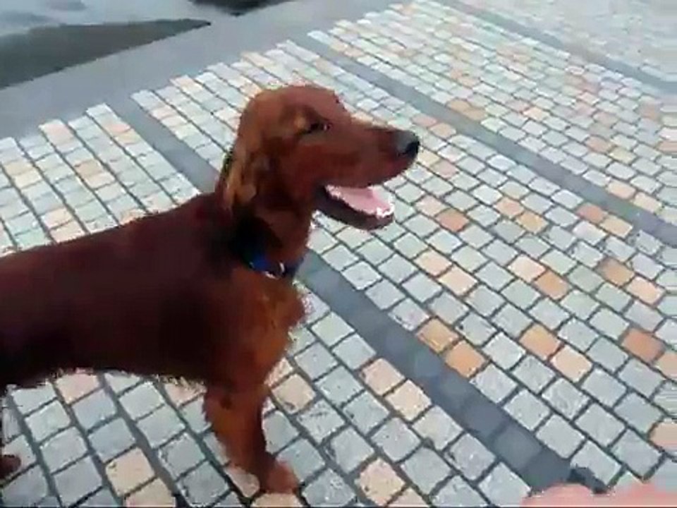 Irish Setter [ Pino ] 20081006