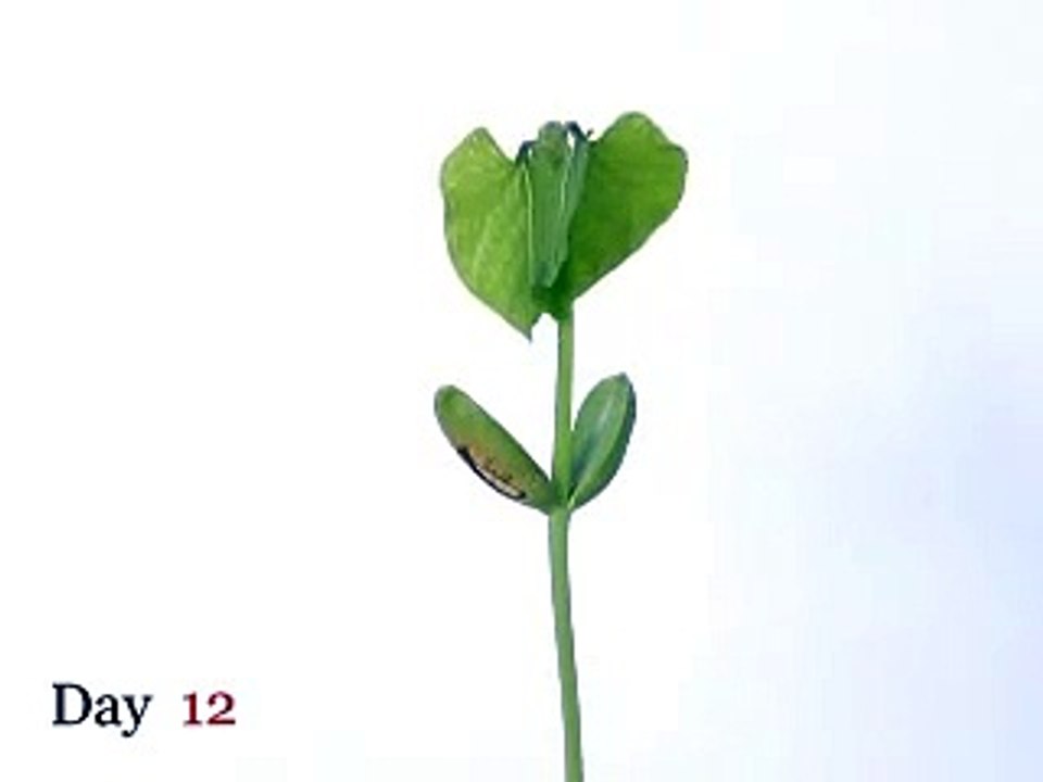 Cool Video!  Time lapse photography of plant growing. *Discontinued*