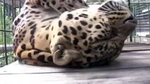Леопард очень любит,когда его гладят / Leopard is very like being petted