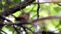 Troglodyte mignon à Layoule (Aveyron)