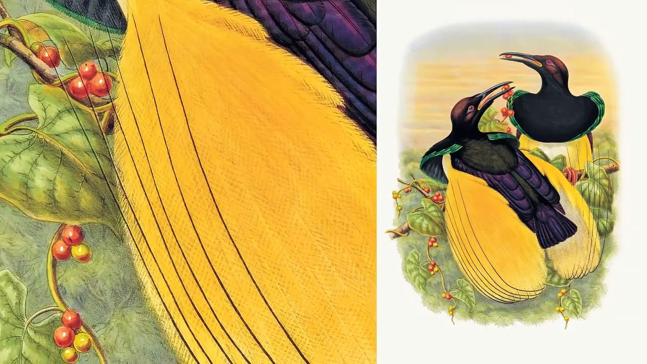 David Attenborough on Sharpe's Birds of Paradise