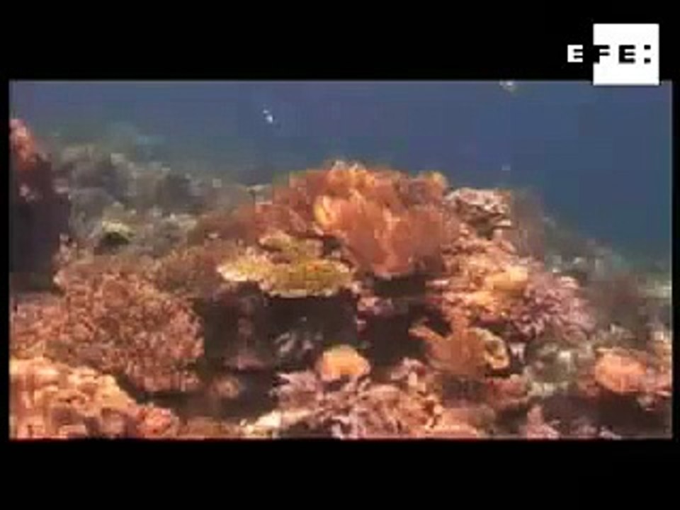 Un tercio de corales del mundo en riesgo de extinción por "estrés"