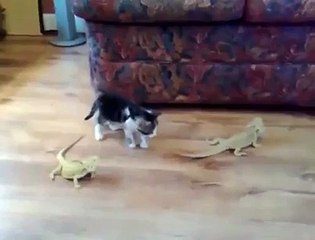 شاهدوا ماذا حدث للقطة