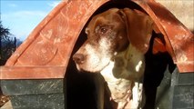 Dog neglected and tied to a tree is rescued - Tool, the Pointer