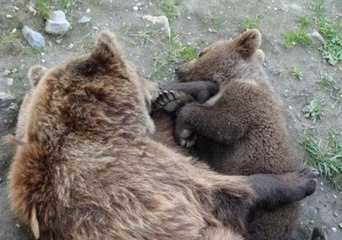 Baby Bear Falls Asleep in His Mother's Arms