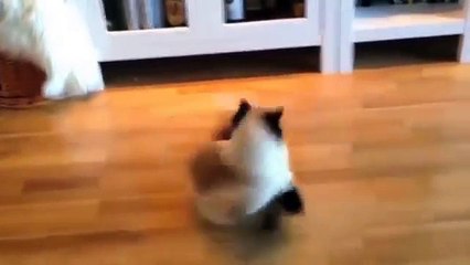 Funny Cats Better Than Funny Pranks Funny Cat Videos