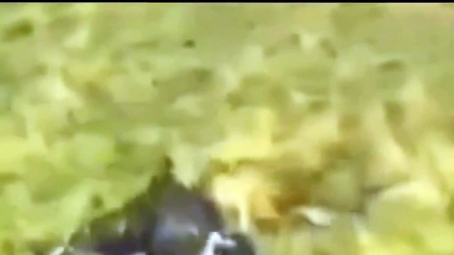 Animal Attacks When Eagle Attacks Wolf, Deer, Sloth, Liguana, Turkey, Human, Cobra, Drone , Bird