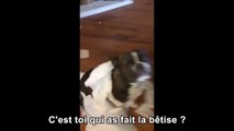 Un chien balance son ami