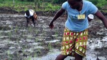 Liberia planting Rice