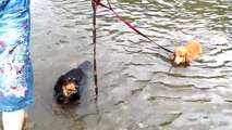 【Lea動画】愛犬ダックス親子★内子からりの川を泳ぐ♪【Lea Mahalo】動物癒しの犬わんこ