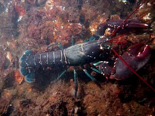 Your kids can read   Sea Animals