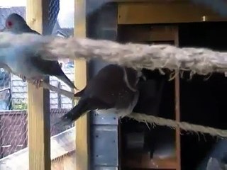 Stunning Footage of Diamond Doves and Quail (Bird Watch April Edition)