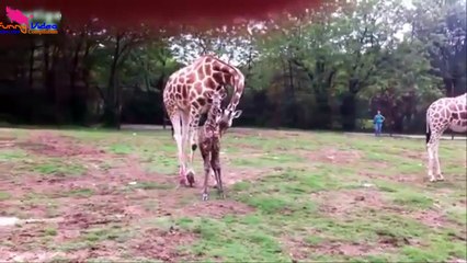 For children funny videos, baby animals cute | funny animals compilation