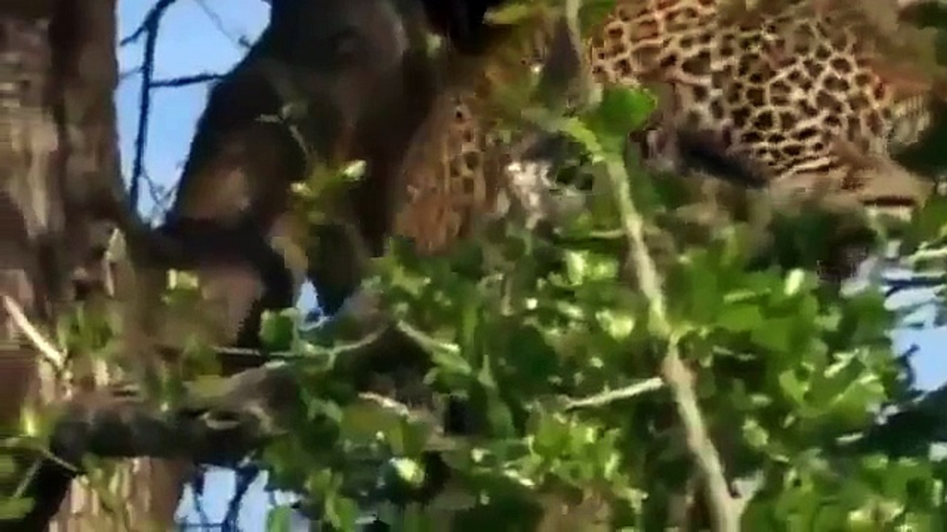 ⁣Lions Documentary  Game of Champions   Animal Planet   Special Biggest Africa Animals
