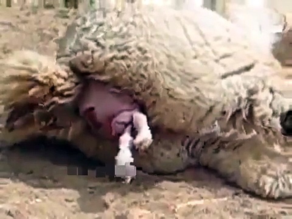 Animal Being Born   Alpaca Gives Birth to Baby