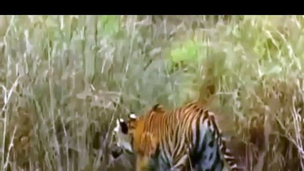 Attack - Tiger Vs Bull,Tiger Attack Deer,Tiger Vs Some Buffalo Documentary