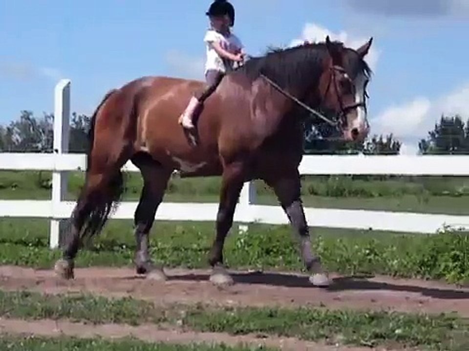 Tiny girl riding huge draft horse!