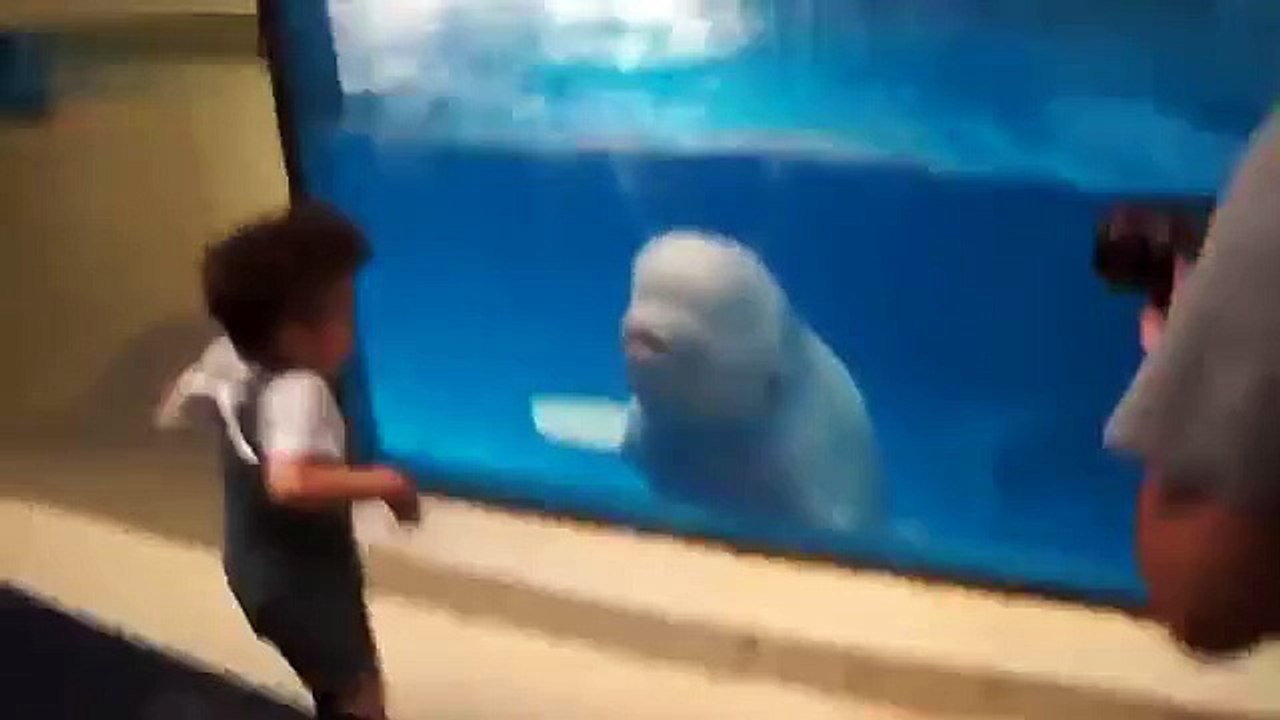 Dolphin vs Kid!
