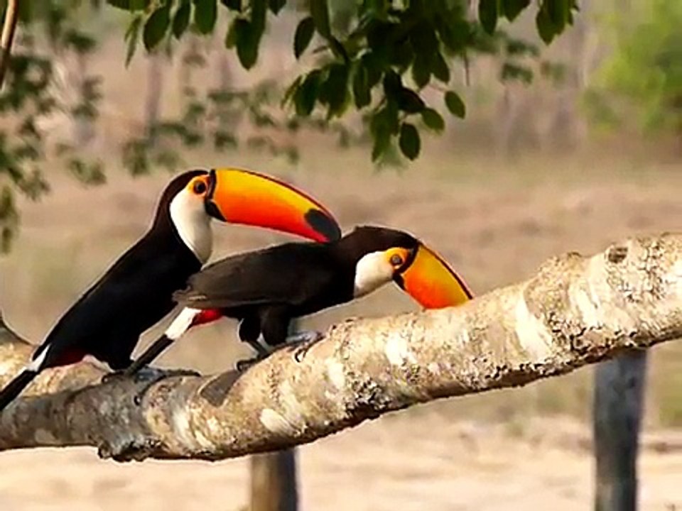 28.9.13 Toucan toco (Ramphastos toco albogularis, Toco Toucan)