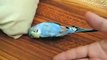 Brietta pappagallo ammaestrato che dorme sul divano parla e si arrabbia