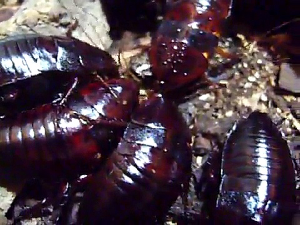 Skunk Roaches / Eurycotis Floridana