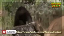 Documentary National Geographic   WildLife Animals Grizzly Bear Vs Wolf mp4
