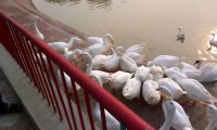 Duck getTogether For Lays chips safari park lahore