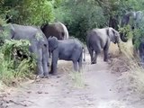 Cute Baby Elephant Charges Tourists in Zambia