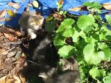 manx kittens