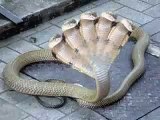 Snake with Seven Heads appears in India – PKMaza