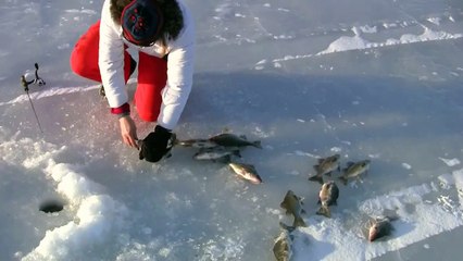 Yet more Lake Champlain White Perch Fishing