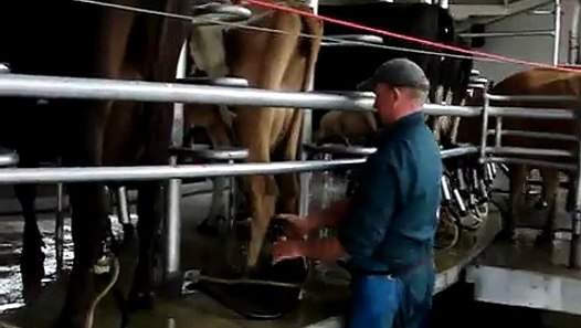 Rotary Dairy Shed - video dailymotion