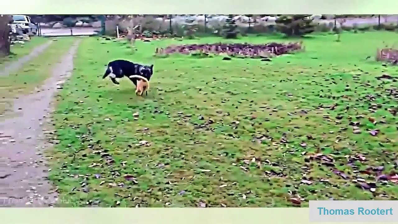 Funny Dogs 2015 - Best Videos Funny Dog Compilation 2015 - Top Funny Animals Videos
