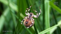 Four Spot Orb-Weaver (Araneus quadratus) - Close look - Animalia Kingdom Show