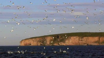 Fou de bassan à Percé
