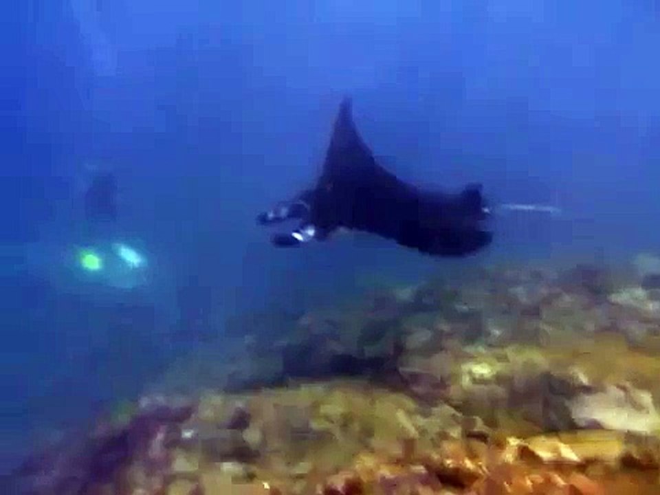 manta