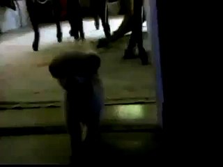 King of Wishful Thinking