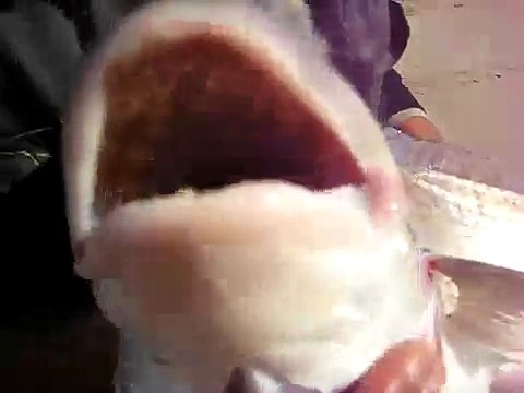 DORADA 6 k RAUL MARIO ORATA SURFCASTING ORATA SURF FISHING PECHE DORADE