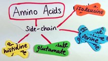 Amino Acids|Introduction for Students