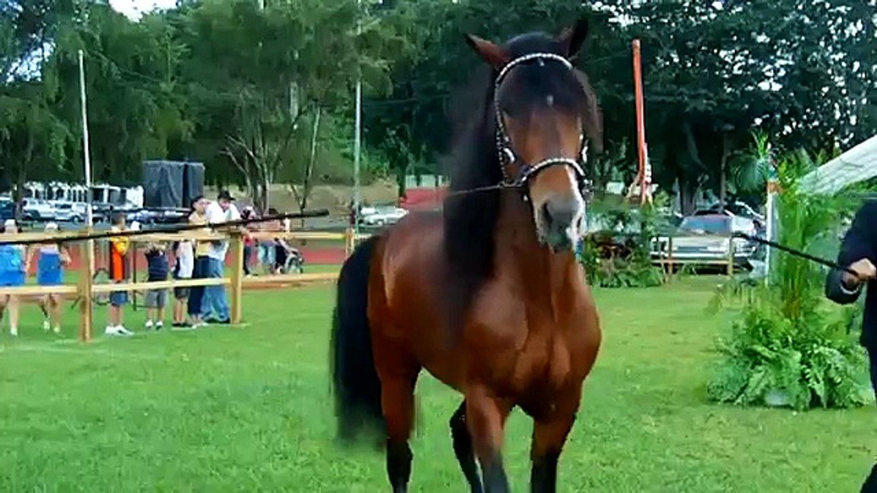 Caballos De Paso Fino