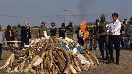 Mozambique: incinération massive de cornes de rhinocéros