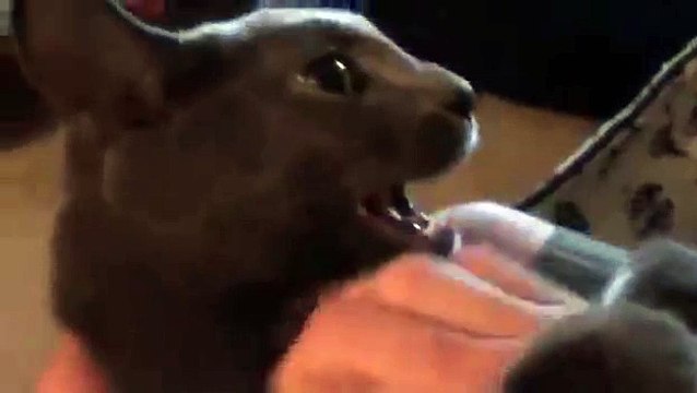 Lil Kitty Being Tickled - OMG Tickle Kitten! Lol silly grey cat