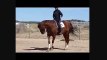 Dressage Horse Training Bending Exercises for Suppleness