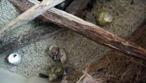 TWO HERMIT CRABS FIGHT OVER SHELL AND ONE CHANGES SHELL
